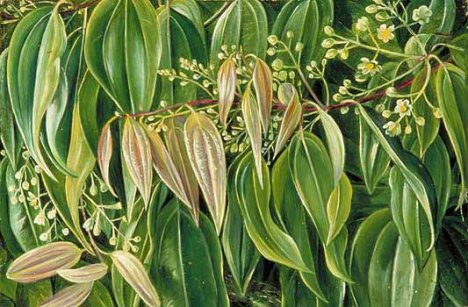 North, Marianne, 1830-1890; Foliage and Flowers of the Cinnamon Tree