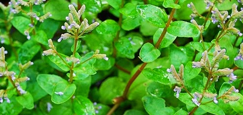 Resultado de imagem para macassá